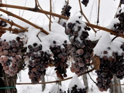 Ledena berba i kod vrhunskog enologa Ivice Peraka