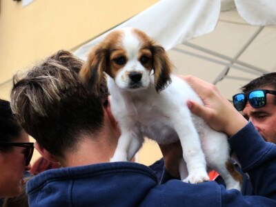 14. Kestenijada u Oprtlju privukla više od nekoliko tisuća posjetitelja