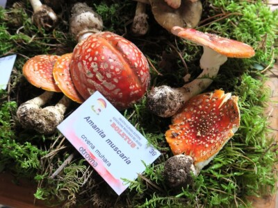 14. Kestenijada u Oprtlju privukla više od nekoliko tisuća posjetitelja