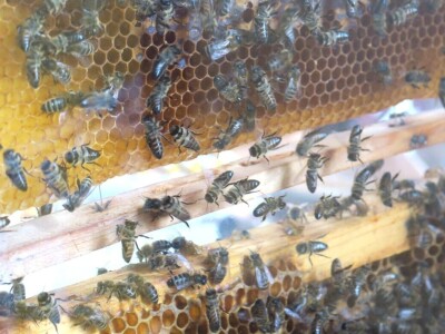 14. Kestenijada u Oprtlju privukla više od nekoliko tisuća posjetitelja