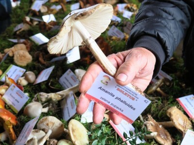 14. Kestenijada u Oprtlju privukla više od nekoliko tisuća posjetitelja