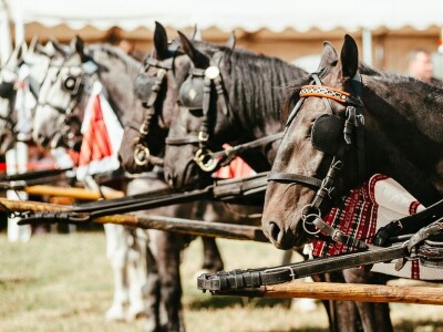 14. smotra svatovskih zaprega
