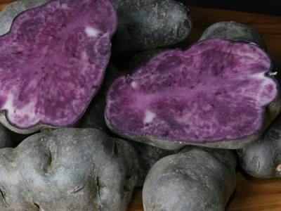 Plavi krumpir
