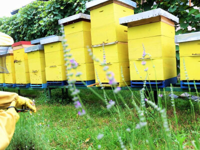 pcelarstvo-sabic-10