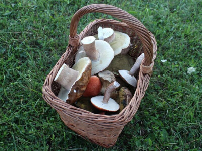 Bogat gljivarski kraj Bogat gljivarski kraj