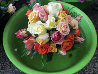 Ruža-kraljica cvijeća