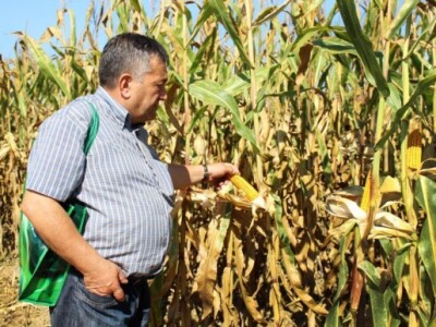 Provjera kvalitete kukuruza