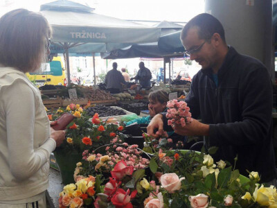 Ruža-kraljica cvijeća