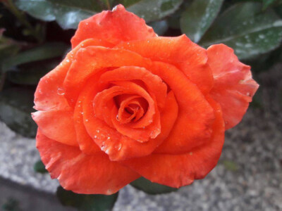 Ruža-kraljica cvijeća