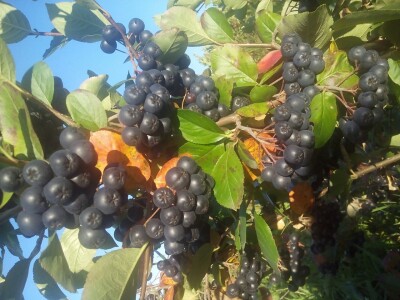 Poljoprivredno gazdinstvo „Aronija- Popović“ iz Banjaluke Poljoprivredno gazdinstvo „Aronija- Popović“ iz Banjaluke