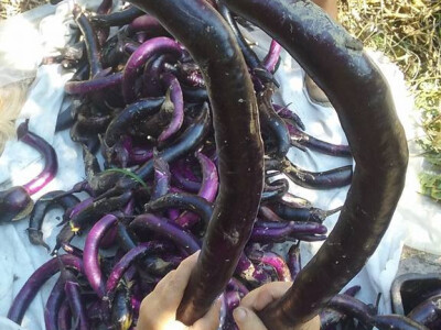 Egzotični patlidžan