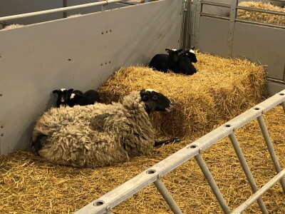 Farma Hacienda de la Vida kod Kiseljaka