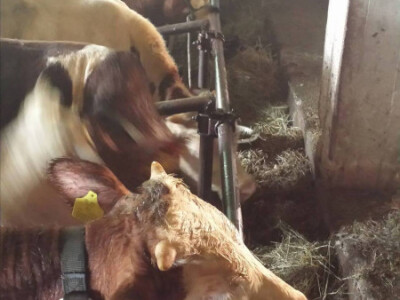 Agrorevolucija - recept za bolji kvalitet mesa Agrorevolucija - recept za bolji kvalitet mesa