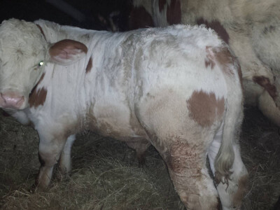 Agrorevolucija - recept za bolji kvalitet mesa Agrorevolucija - recept za bolji kvalitet mesa