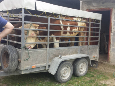 Agrorevolucija - recept za bolji kvalitet mesa Agrorevolucija - recept za bolji kvalitet mesa