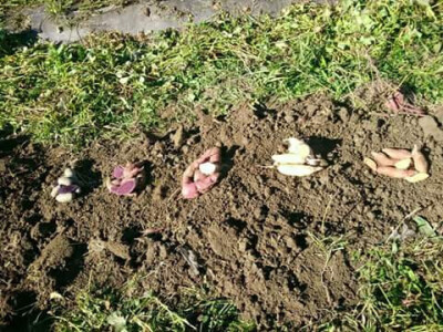 Batata u svim bojama.