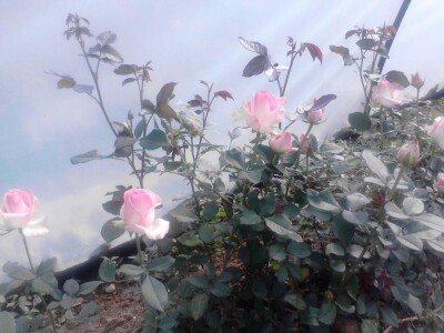 Ruže porodice Lazarević iz sela Maskare kod Varvarina