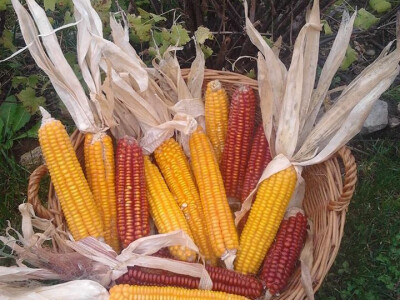 Stara sorta kukuiruza Stara sorta kukuiruza