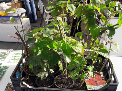 Opg  Halambek Opg  Halambek