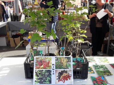 Opg  Halambek Opg  Halambek