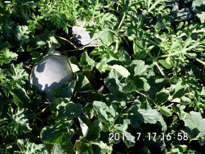 porodica-mujcic-iz-kozaruse4