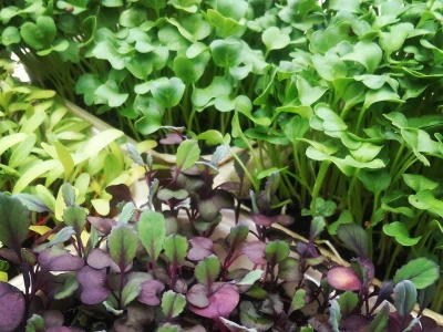 Mikrogreens treba podšišavati