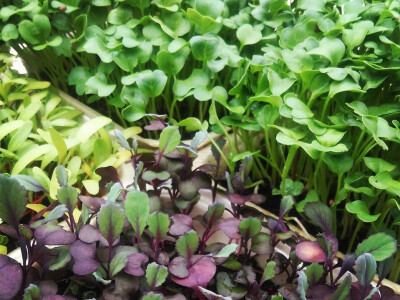 Mikrogreens treba podšišavati Mikrogreens treba podšišavati