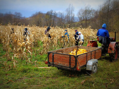Branje kukuruza Branje kukuruza