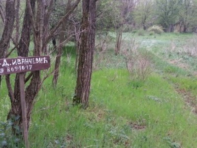 Organsko pčelarstvo Organsko pčelarstvo