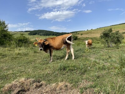 Tešija … ne objaviti još