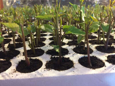 Agrobatat Suhopolje Agrobatat Suhopolje