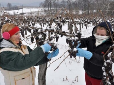 Ovaj kraj ima odlične vinogradarske perspektive