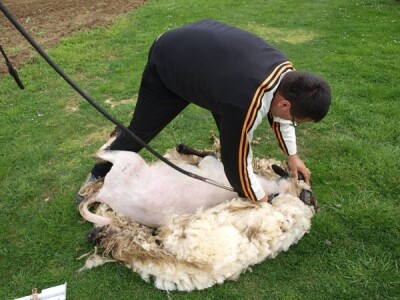 Bowenova tehnika šišanja ovaca