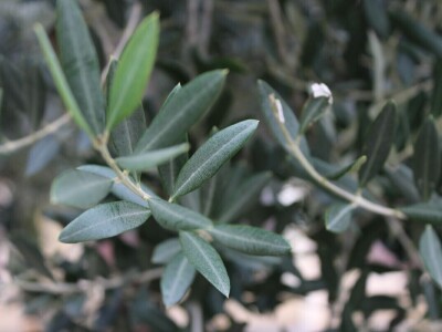 15. Dani mladog maslinovog ulja u Vodnjanu