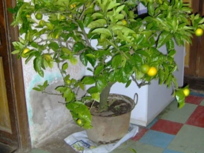 15-godišnje stablo mandarine