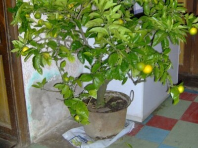 15-godišnje stablo mandarine