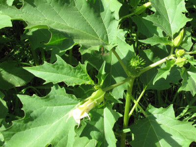 Plod i cvijet kužnjaka-Datura stramonium L ovog rujna u Zagrebu