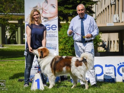 15. Specijalna izložba Tornjaka i Hrvatskih ovčara