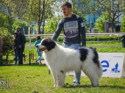 15. Specijalna izložba Tornjaka i Hrvatskih ovčara