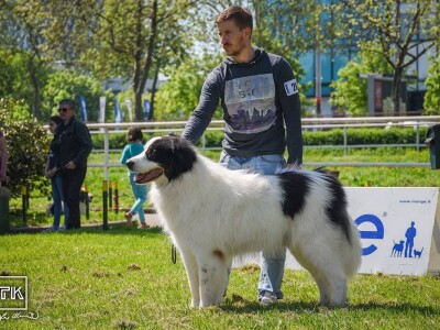 15. Specijalna izložba Tornjaka i Hrvatskih ovčara