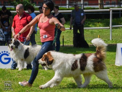 15. Specijalna izložba Tornjaka i Hrvatskih ovčara