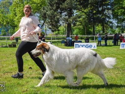 15. Specijalna izložba Tornjaka i Hrvatskih ovčara