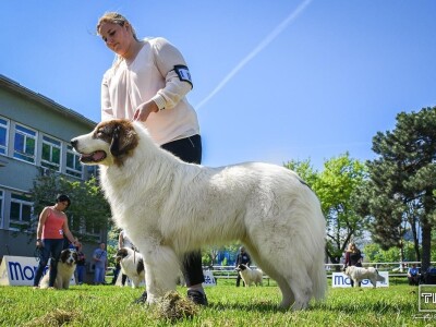 15. Specijalna izložba Tornjaka i Hrvatskih ovčara