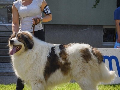 15. Specijalna izložba Tornjaka i Hrvatskih ovčara