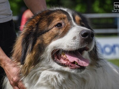 15. Specijalna izložba Tornjaka i Hrvatskih ovčara