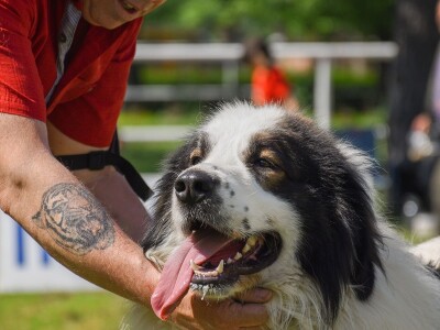 15. Specijalna izložba Tornjaka i Hrvatskih ovčara
