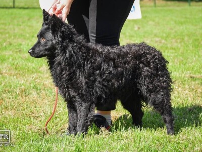 15. Specijalna izložba Tornjaka i Hrvatskih ovčara