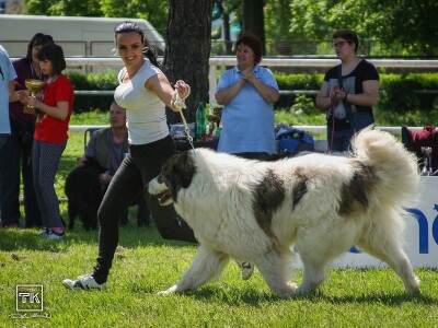 15. Specijalna izložba Tornjaka i Hrvatskih ovčara