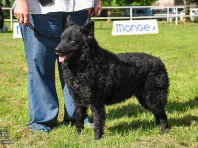 15. Specijalna izložba Tornjaka i Hrvatskih ovčara