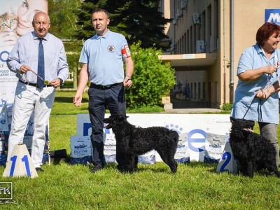 15. Specijalna izložba Tornjaka i Hrvatskih ovčara